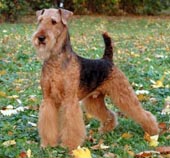 TERRIER BAND SHOWMAN